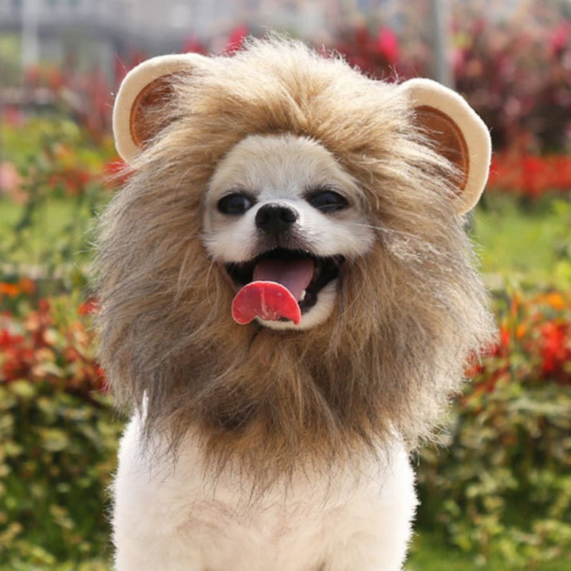 Lion Mane for pets