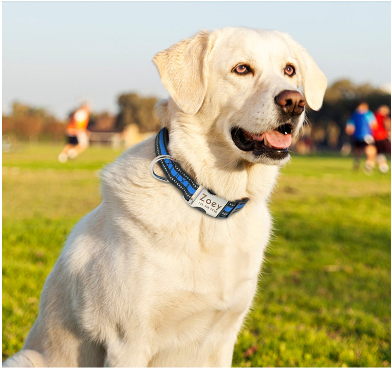 Dog Pet Supplies Collars Glow At Night